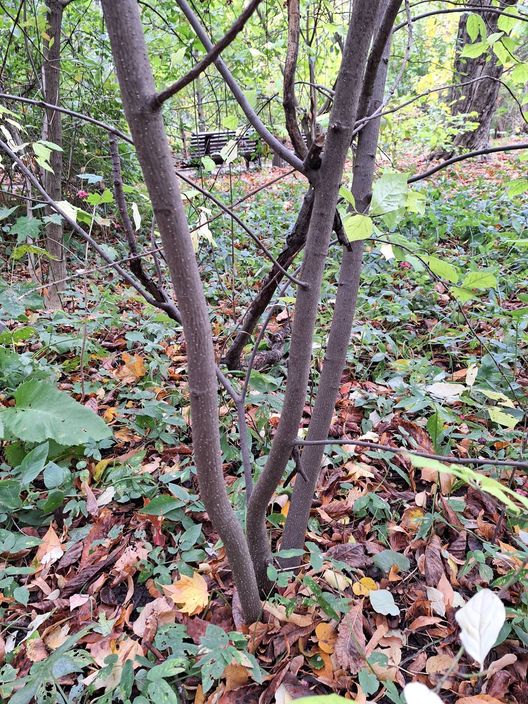 Image of Euonymus planipes specimen.