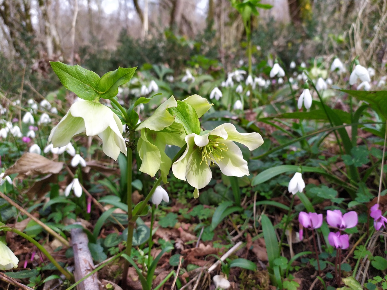 Image of Helleborus caucasicus specimen.