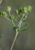 Potentilla approximata