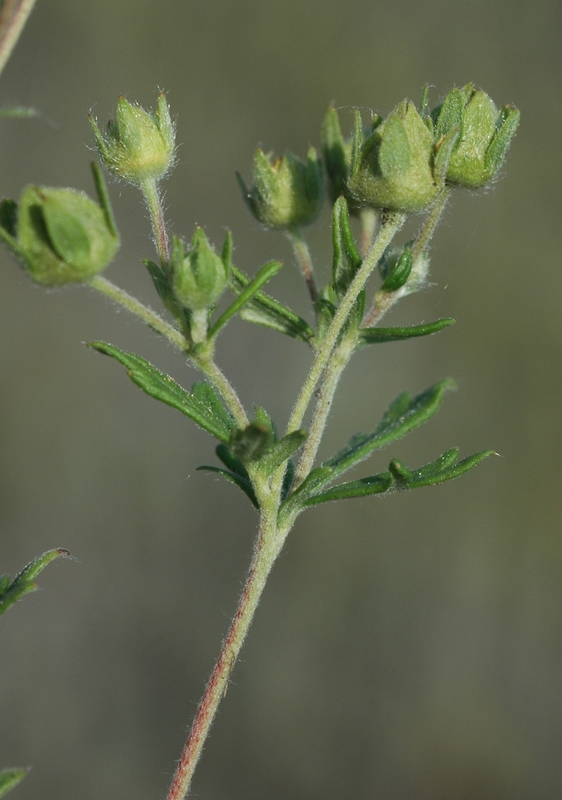 Изображение особи Potentilla approximata.