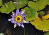 Nymphaea variety caerulea