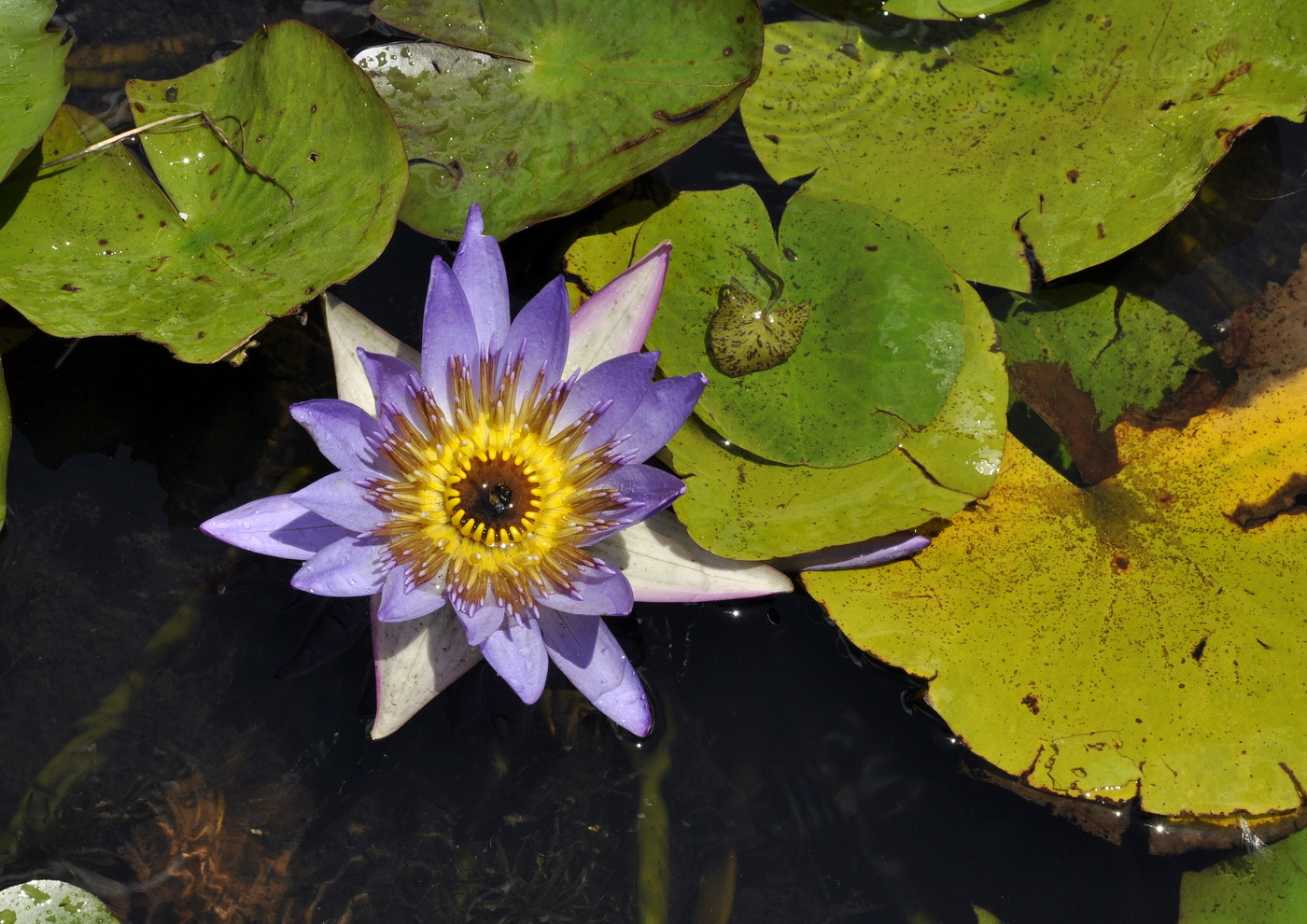 Image of Nymphaea nouchali var. caerulea specimen.