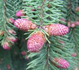 Picea abies. Зрелые микростробилы. Московская обл., Щёлковский р-н, в культуре. 3 мая 2023 г.