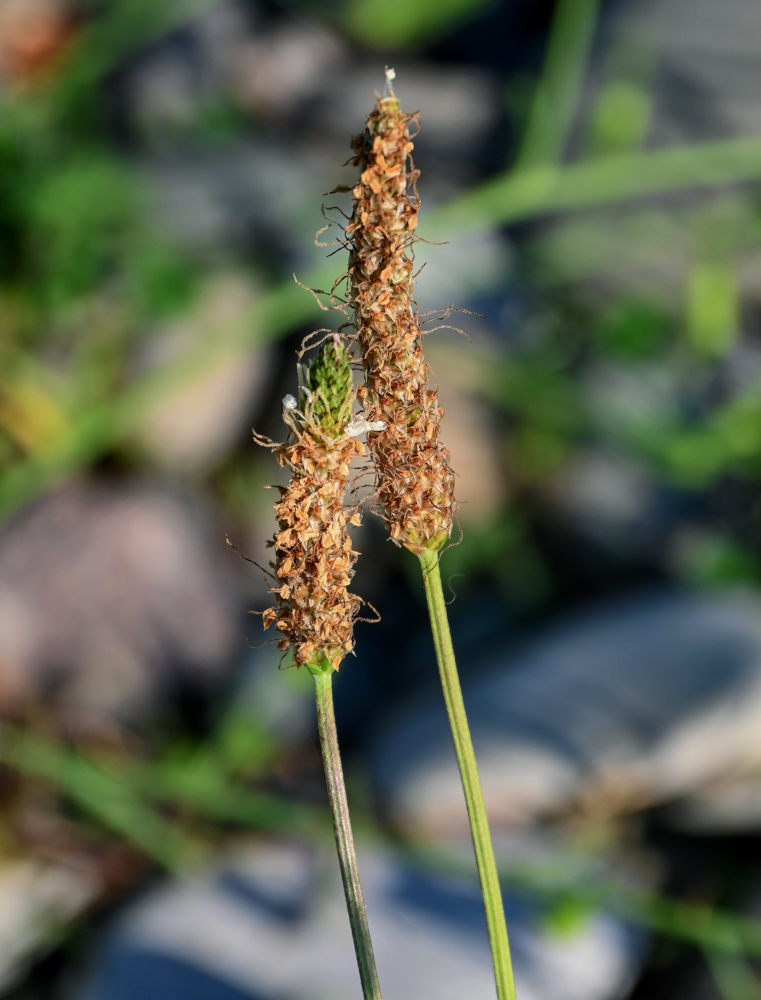 Изображение особи Plantago lanceolata.