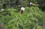 Hellenia speciosa. Цветущие растения. Вьетнам, провинция Кханьхоа, парк водопадов Ба Хо, в культуре. 02.09.2023.