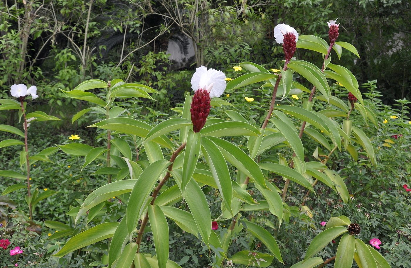 Image of Hellenia speciosa specimen.