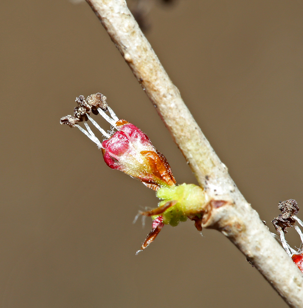 Изображение особи Ulmus pumila.