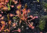 Drosera rotundifolia. Плодоносящее растение. Курильские о-ва, о-в Кунашир, кальдера вулкана Головнина, берег оз. Кипящее, поросший мхами топкий участок берега. 20.08.2022.