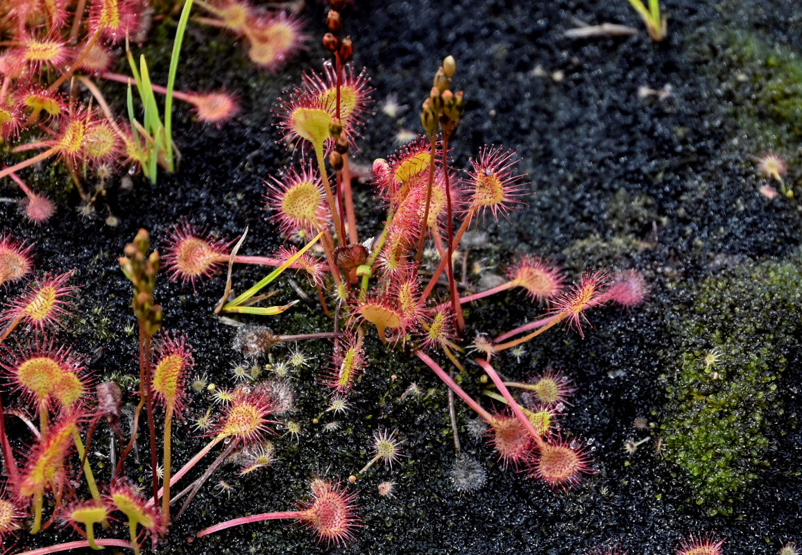 Изображение особи Drosera rotundifolia.