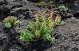 Rhodiola integrifolia. Плодоносящие растения. Сахалин, Макаровский гор. округ, бухта Тихая, на скале. 12.08.2023.