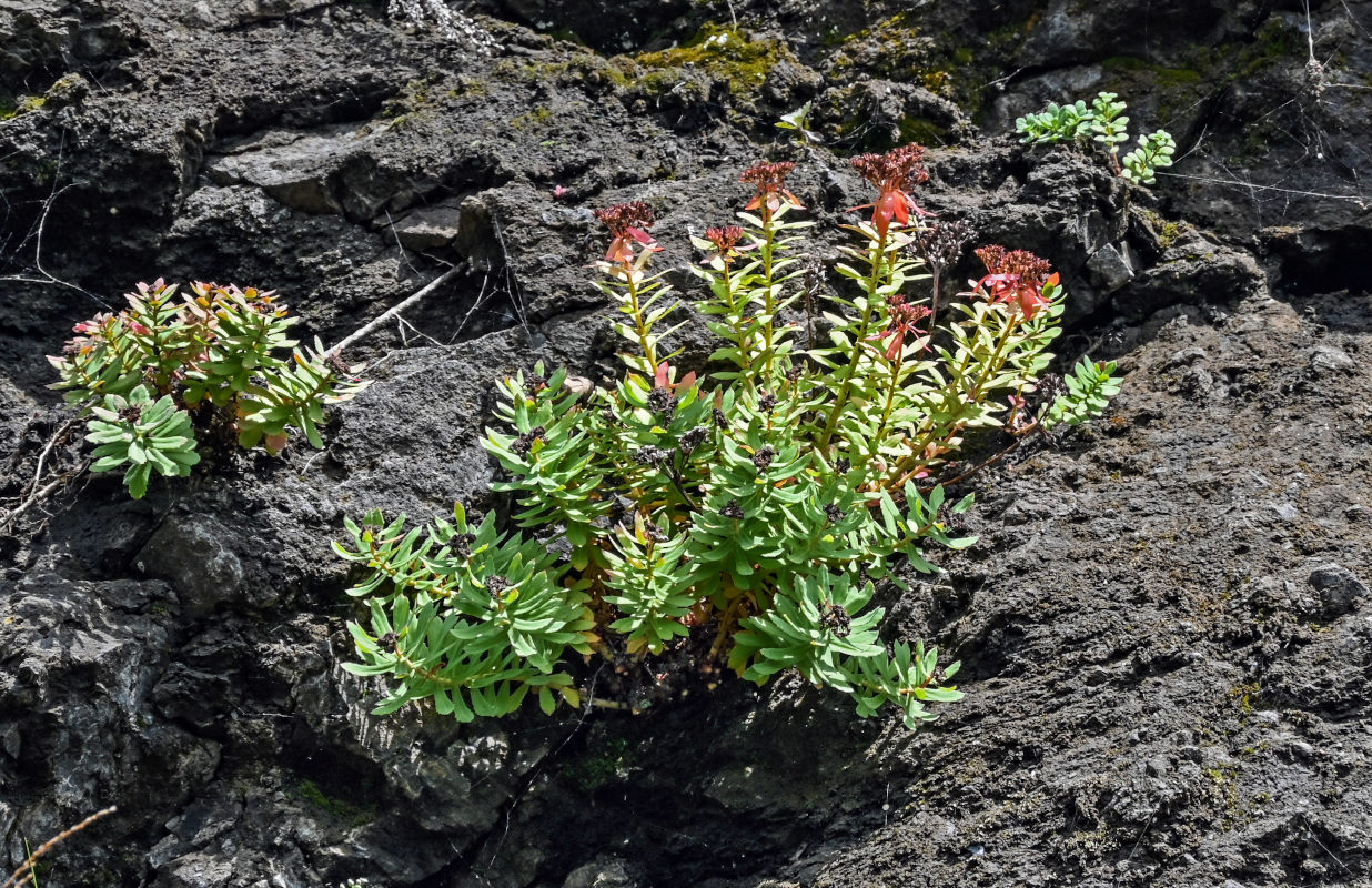 Изображение особи Rhodiola integrifolia.