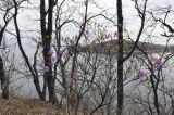 Rhododendron mucronulatum. Отцветающее растение. Приморский край, Шкотовский р-н, окр. пос. Подъяпольск, тропа на склоне сопки, широколиственный лес. 29.04.2024.