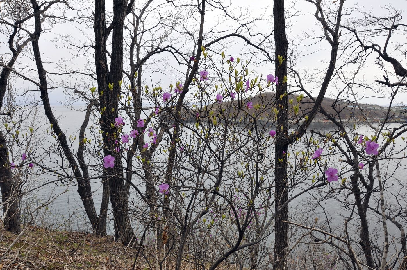 Image of Rhododendron mucronulatum specimen.