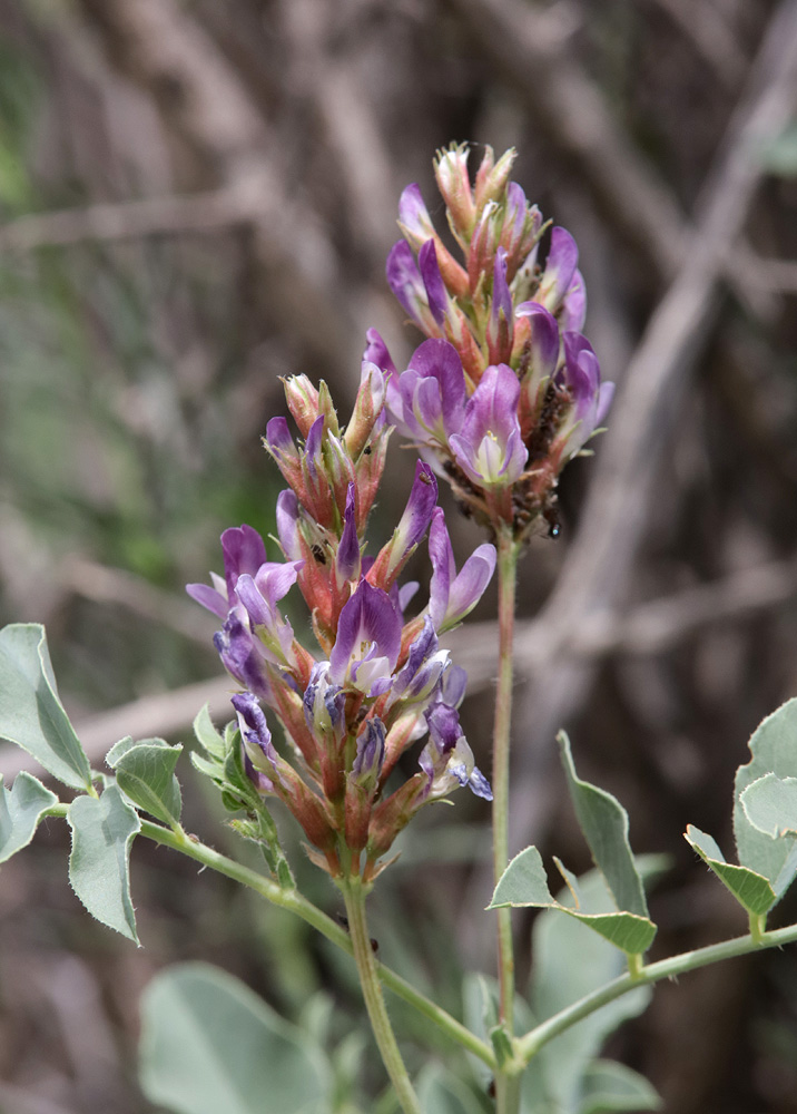 Image of Glycyrrhiza aspera specimen.