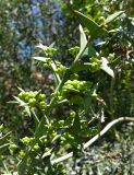 Смотреть изображение Colletia paradoxa