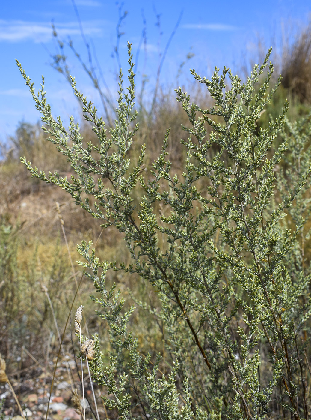 Image of Artemisia caerulescens ssp. gallica specimen.