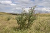 genus Carduus. Цветущее растение. Рязанская обл., Милославский р-н, балка Кочуровка, степь. 2 августа 2024 г.