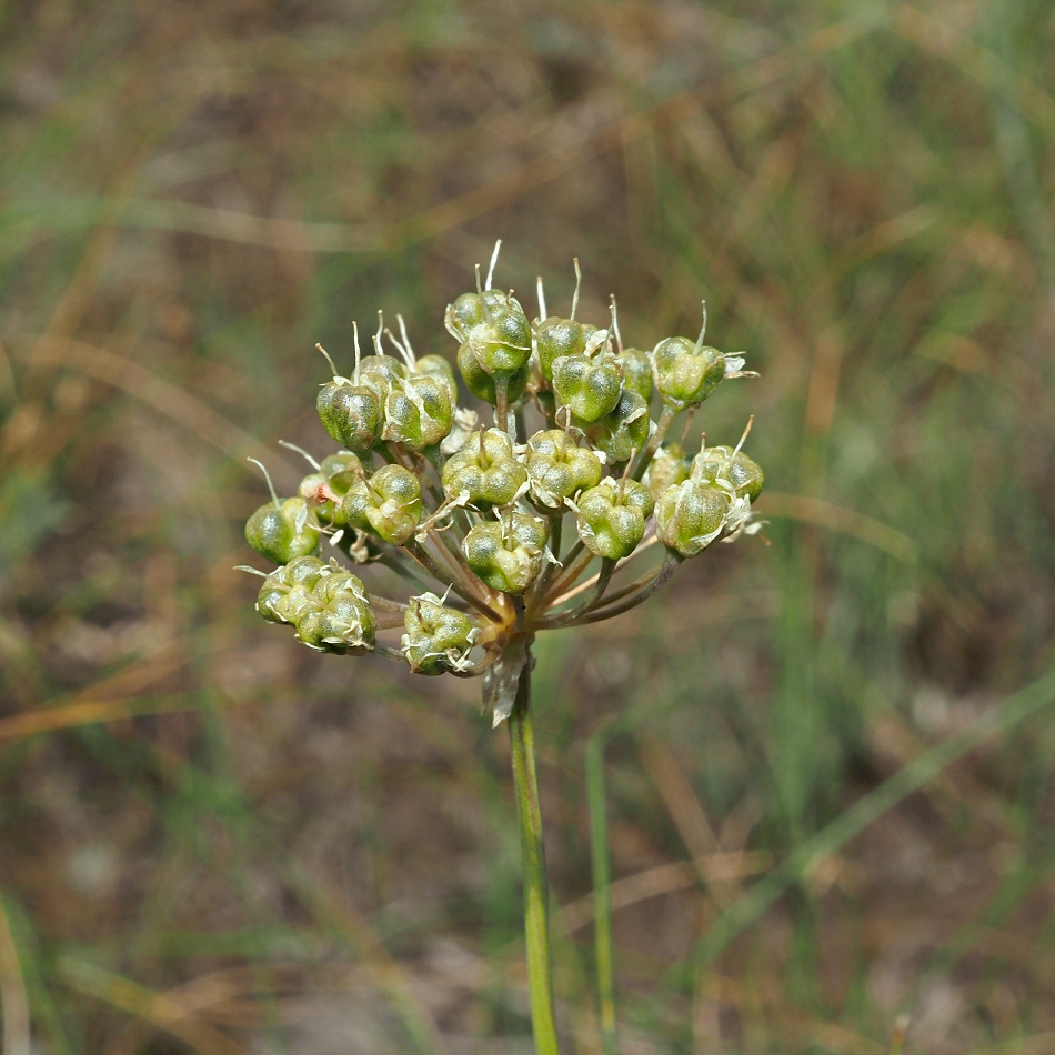 Image of Allium flavescens specimen.