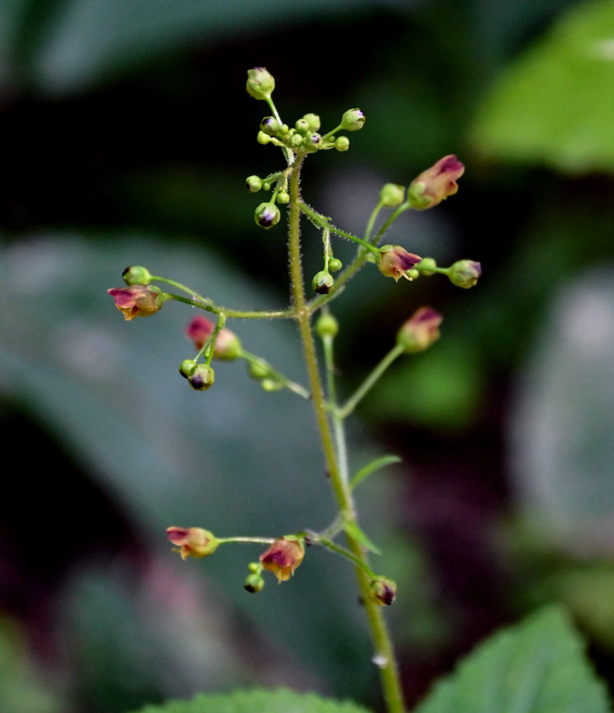 Изображение особи Scrophularia nodosa.