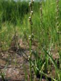 Triglochin palustris