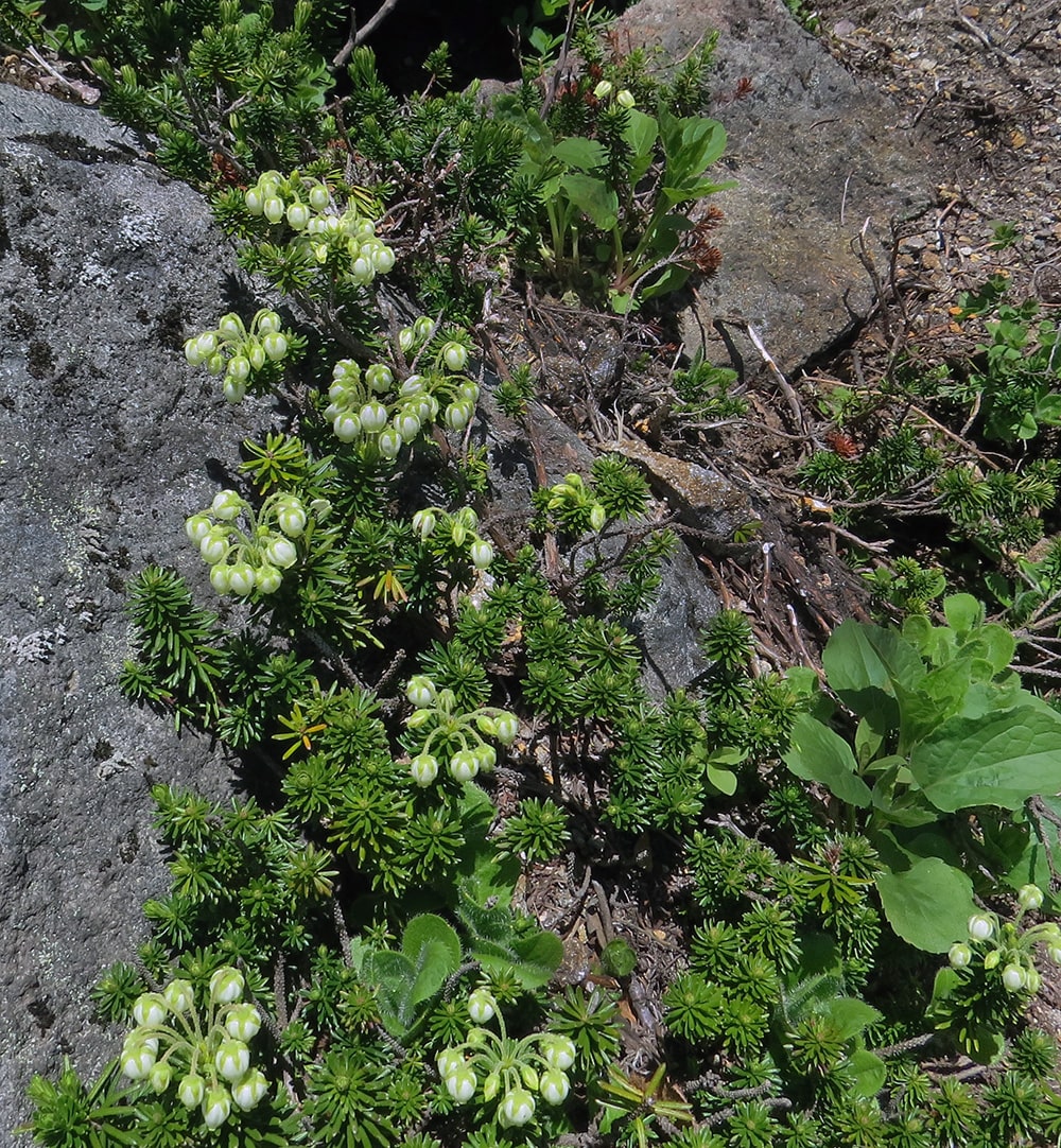 Изображение особи Phyllodoce aleutica.