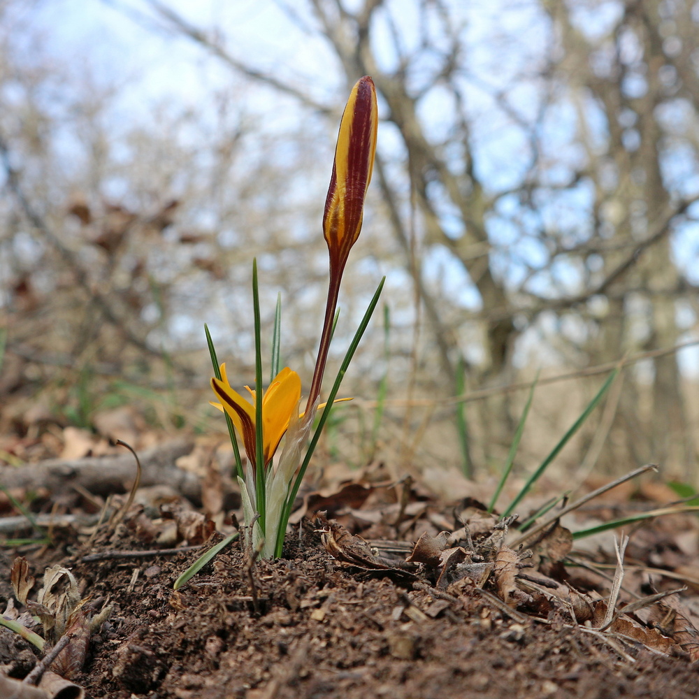 Image of Crocus angustifolius specimen.