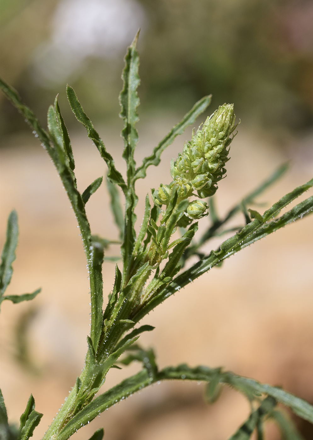 Изображение особи Reseda lutea.