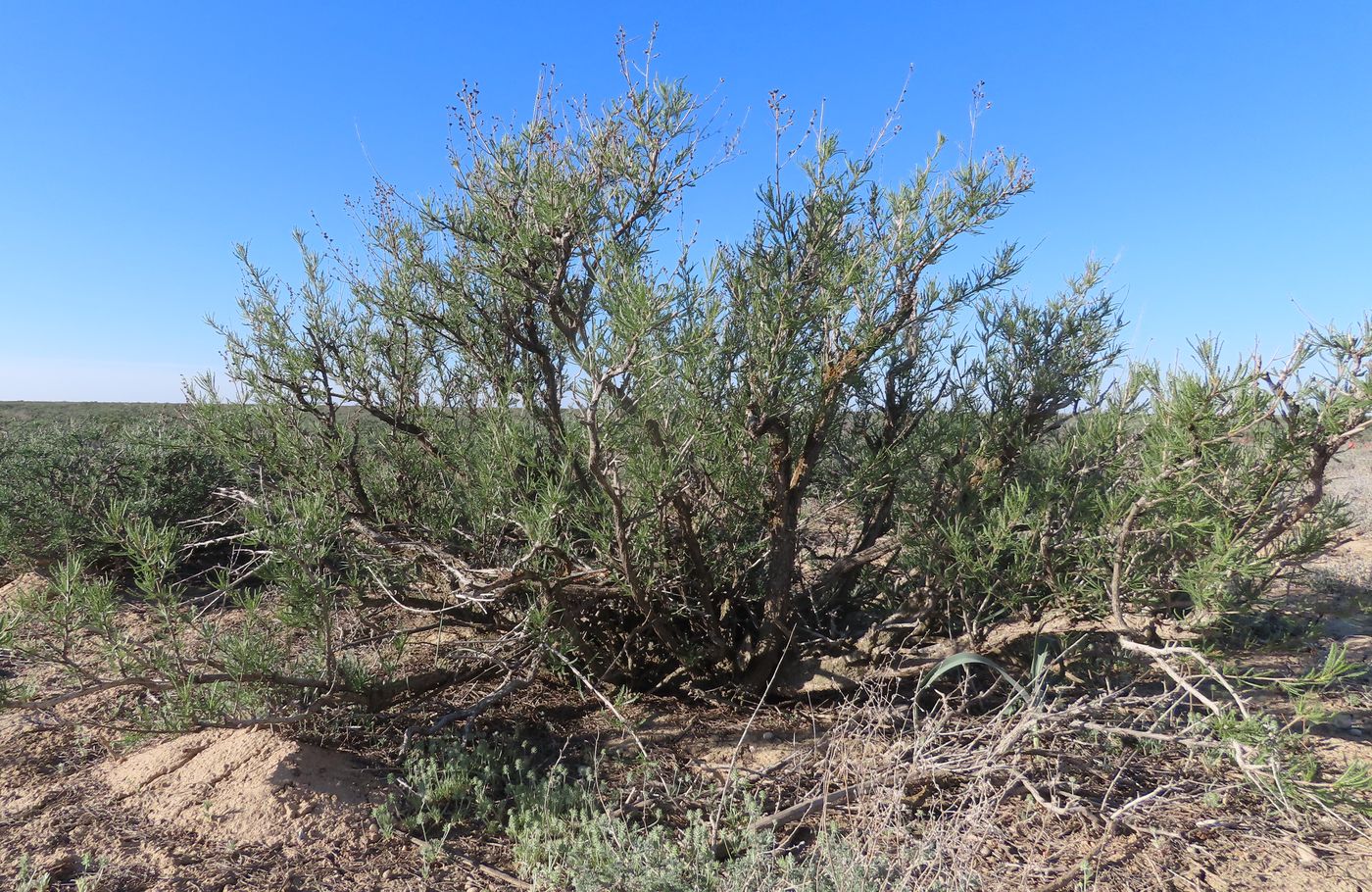 Image of Spiraeanthus schrenkianus specimen.