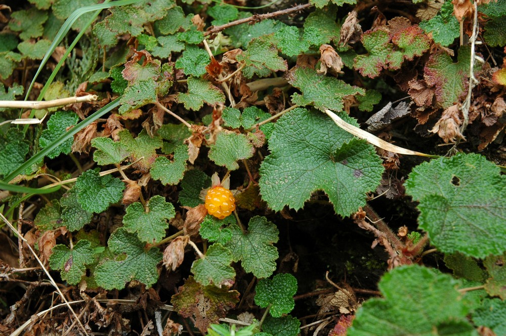 Image of Rubus hayata-koidzumii specimen.