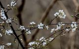 род Prunus