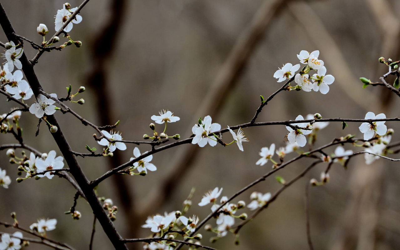 Image of Prunus cerasifera specimen.
