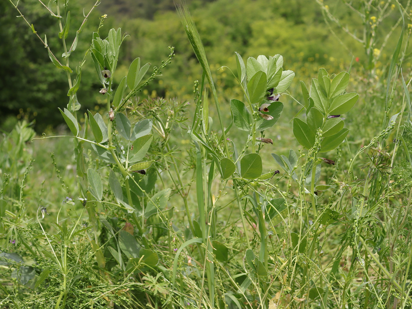 Image of Vicia narbonensis specimen.
