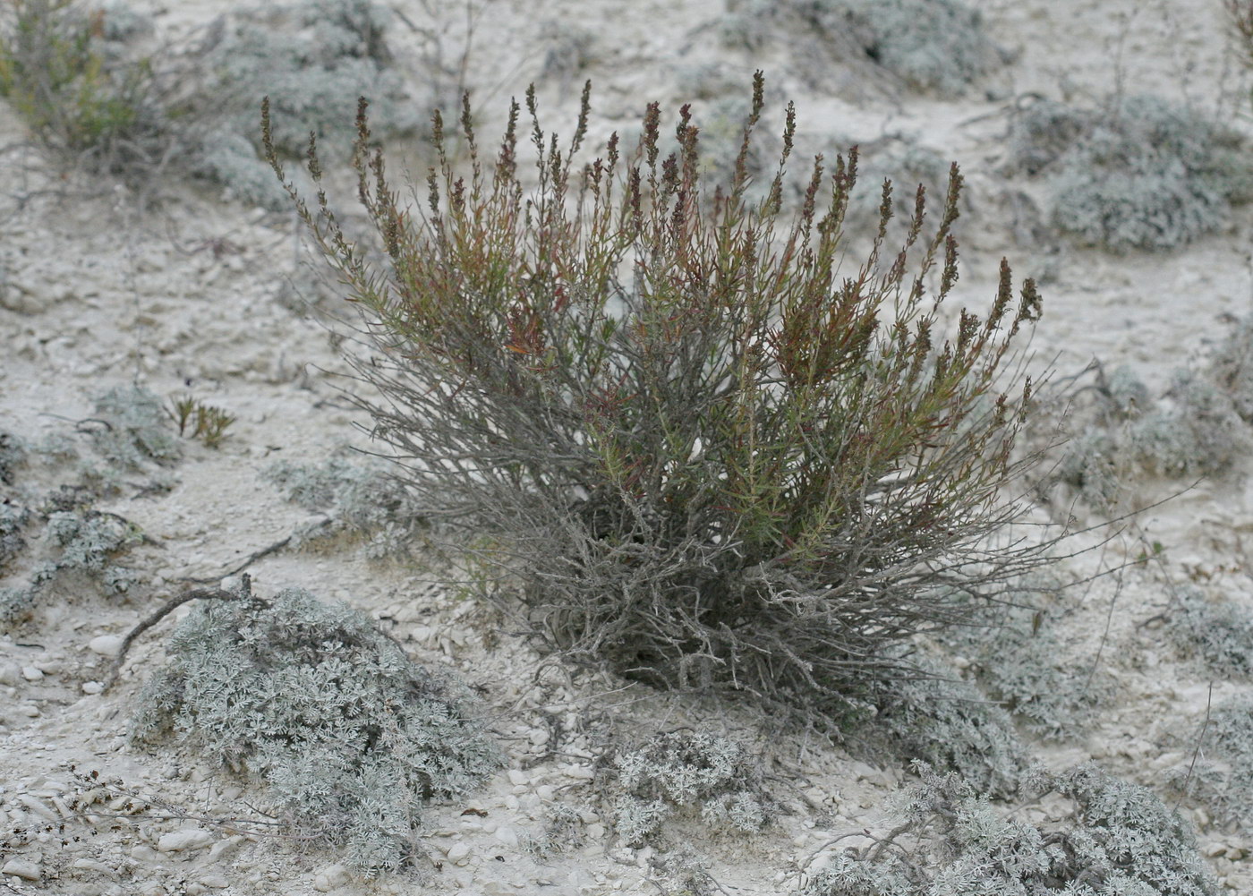 Image of Hyssopus cretaceus specimen.