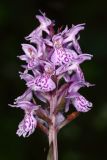 Dactylorhiza psychrophila