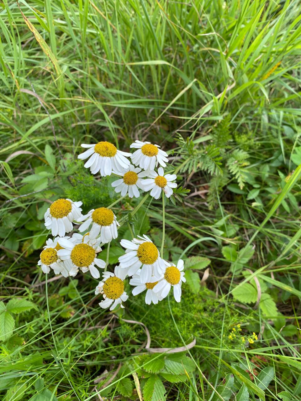 Image of Pyrethrum corymbosum specimen.