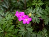 Geranium purpureum. Цветки и листья. Крым, г. Судак, ур. Алчак-Кая, скалистый ЮВ склон. 10.04.2025.