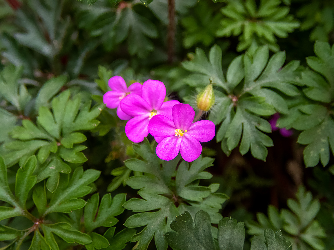 Image of Geranium purpureum specimen.
