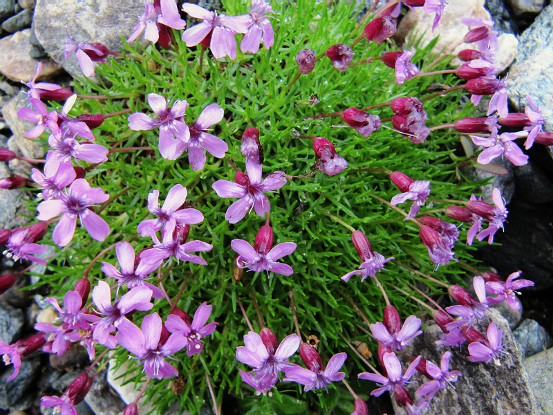 Image of Silene acaulis specimen.