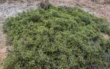 Nitraria sibirica. Цветущее и плодоносящее растение. Китай, пров. Ганьсу, национальный парк \"Данься\", ≈ 1500 м н.у.м., глинистый сухой склон. 04.06.2025.