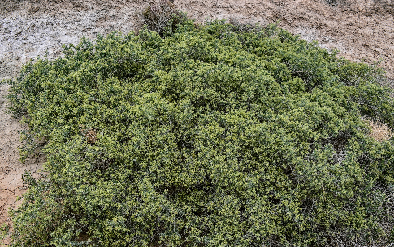 Image of Nitraria sibirica specimen.