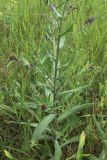 Anchusa officinalis. Нижняя часть растения с бутонизирующими и цветущими соцветиями. Беларусь, Витебская обл., окр. пос. Езерище, суходольный луг по залежи. 11.06.2025.
