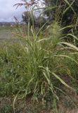 Sorghum halepense