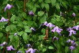 Clematis viticella. Ветви цветущего растения. Московская обл., ГО Подольск, мкр-н Климовск, придомовое озеленение. 17.07.2025.