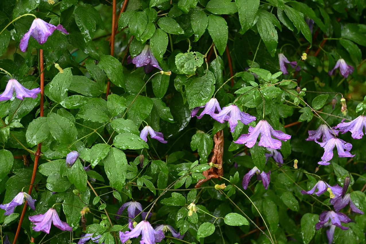 Изображение особи Clematis viticella.