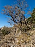 Quercus pubescens. Цветущие растения. Крым, окр. пос. Новый Свет, государственный ботанический заказник \"Новый Свет\", гора Караул-Оба, скалистый западный склон. 14.04.2025.