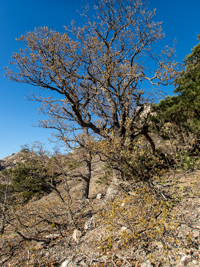Изображение особи Quercus pubescens.