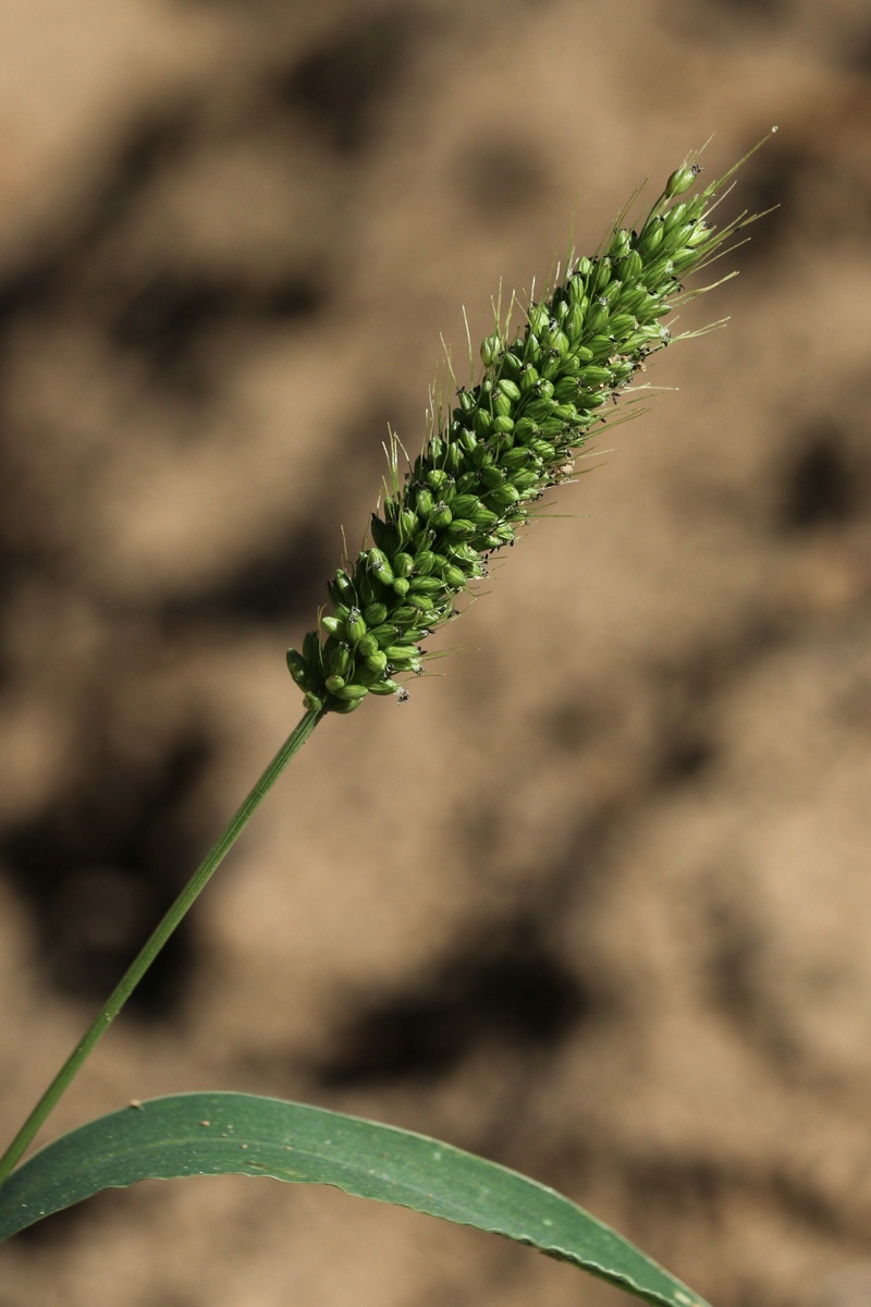 Изображение особи Setaria viridis.