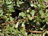 Portulaca oleracea. Части веточек. Хабаровский край, г. Комсомольск-на-Амуре, зарастающий карьер. 14.09.2025.