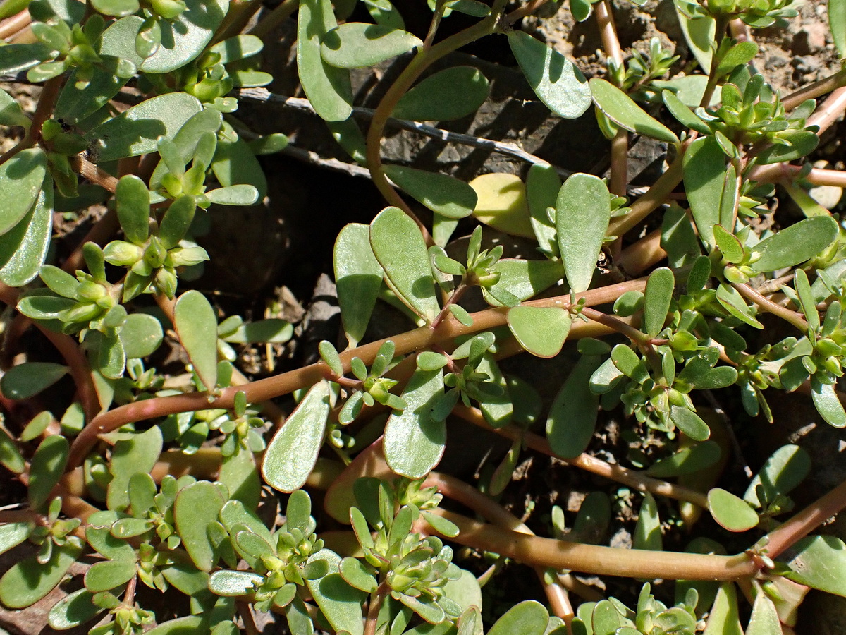 Изображение особи Portulaca oleracea.