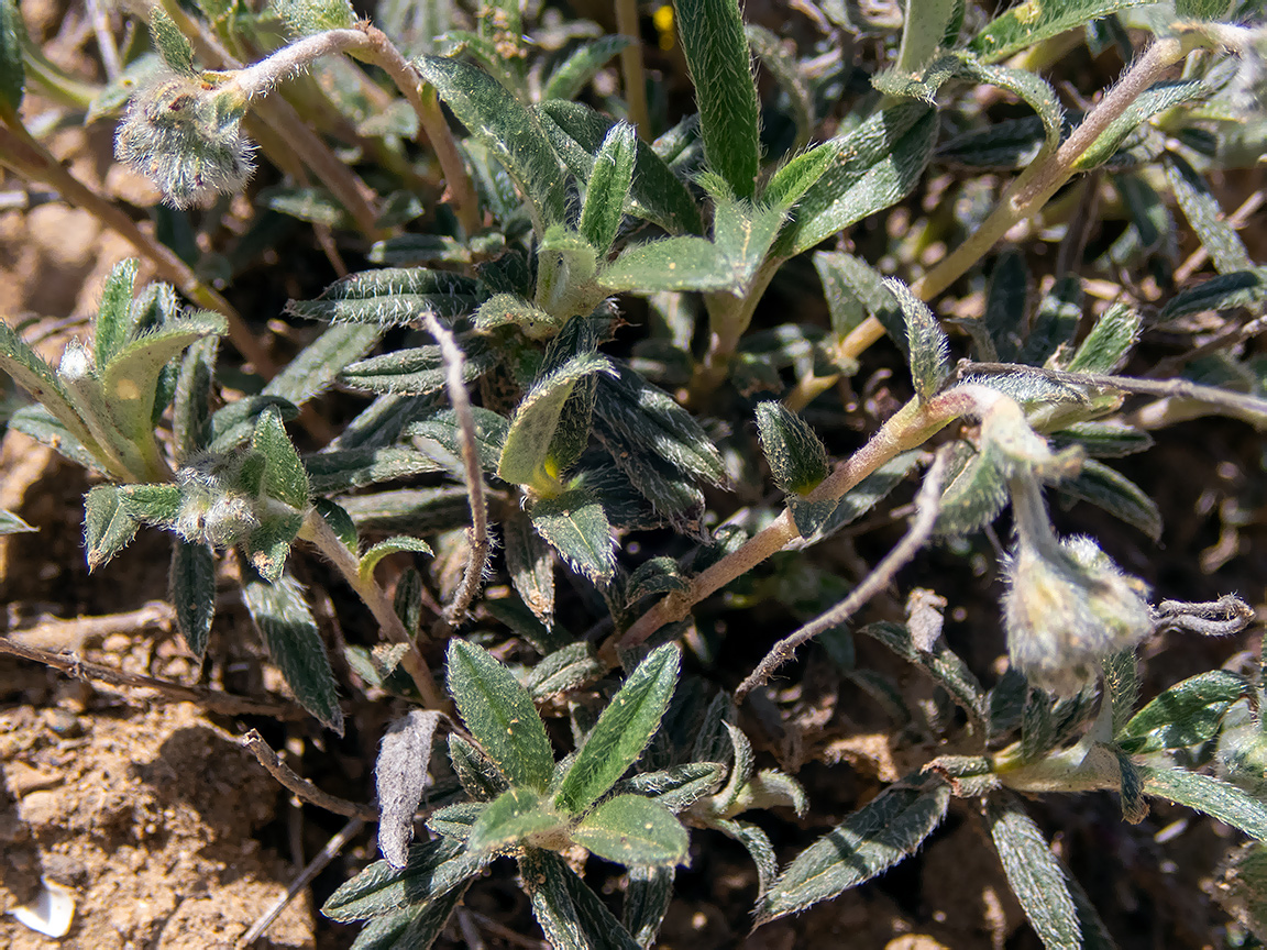 Изображение особи Helianthemum georgicum.